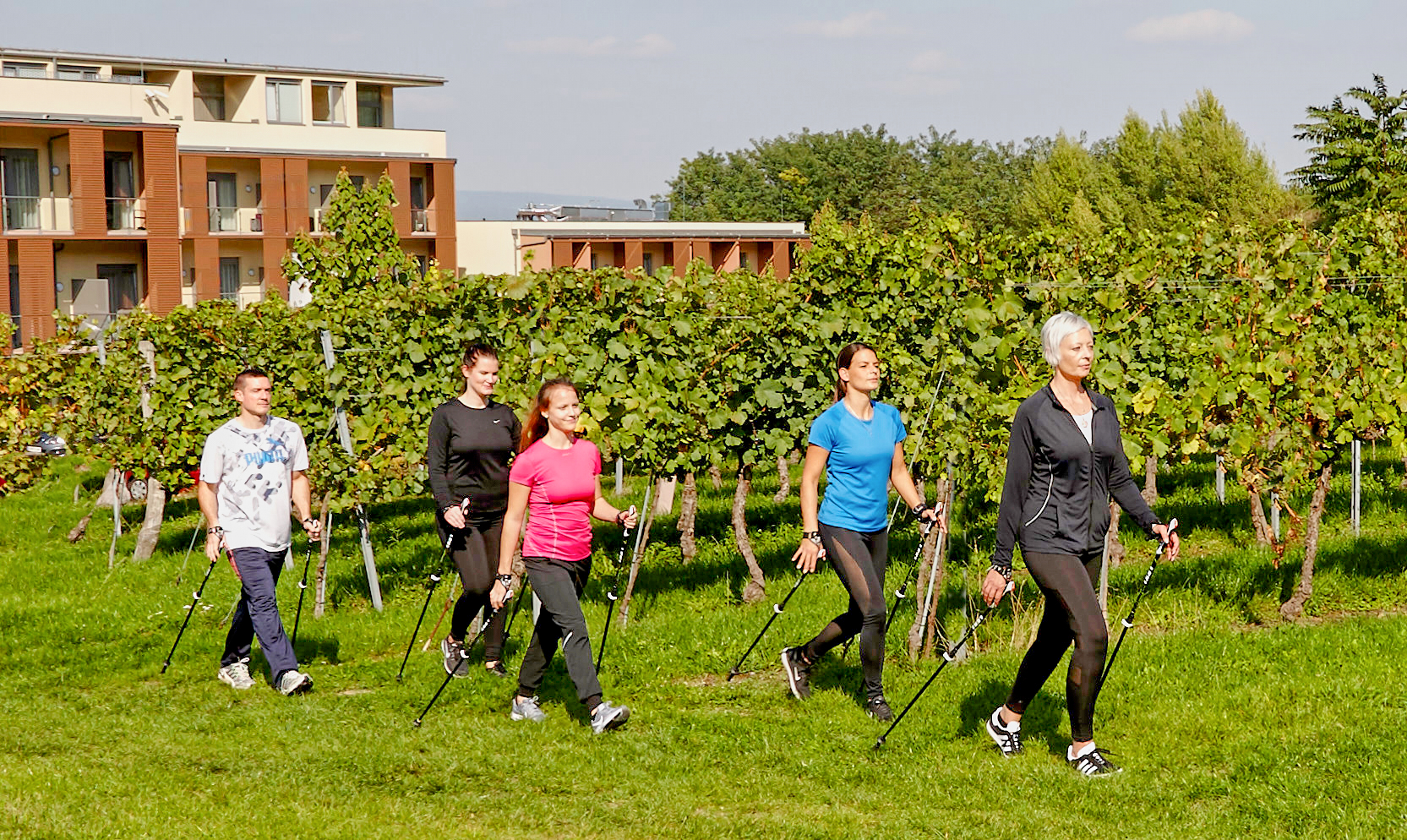 Fünf Menschen beim Nordic Walking neben einem Weingarten.